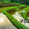 طبقه‌بندی سیستم‌ های آبیاری بارانی بر اساس کاربرد کشاورزی